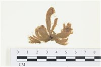 絲狀外子藻, 水雲藏品圖，第1張