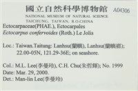 絲狀外子藻, 水雲藏品圖，第2張