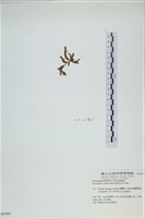 絲狀外子藻, 水雲藏品圖，第3張