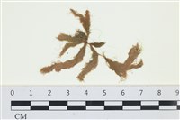 絲狀外子藻, 水雲藏品圖，第1張
