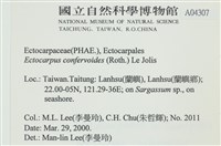 絲狀外子藻, 水雲藏品圖，第2張