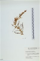 絲狀外子藻, 水雲藏品圖，第3張