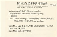 網球藻藏品圖，第2張