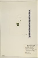 網球藻藏品圖，第3張