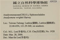 浮網藻, 肋葉藻藏品圖，第2張