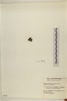 浮網藻, 肋葉藻藏品圖，第3張