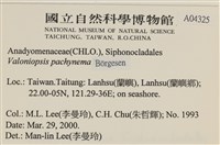 指枝藻藏品圖，第2張