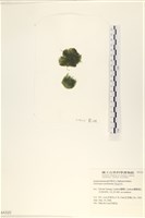 指枝藻藏品圖，第3張