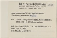 指枝藻藏品圖，第2張