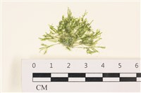 指枝藻藏品圖，第1張