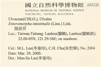 腸滸苔, 河石髮藏品圖，第2張