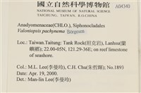 指枝藻藏品圖，第2張