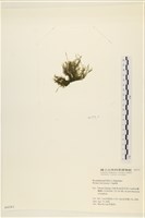 偏列羽藻藏品圖，第3張