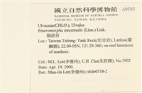 腸滸苔, 河石髮藏品圖，第2張