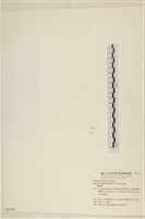 腸滸苔, 河石髮藏品圖，第3張