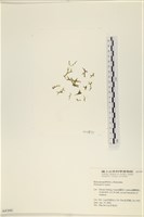 登錄號:A00004346藏品圖，第1張