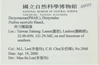 南方團扇藻藏品圖，第2張