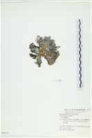 南方團扇藻藏品圖，第3張