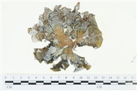 南方團扇藻藏品圖，第1張