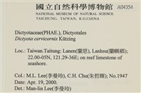 鹿角網地藻藏品圖，第2張