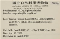 布氏藻藏品圖，第2張