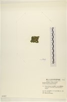 布氏藻藏品圖，第3張