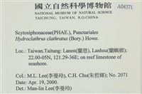 網胰藻藏品圖，第2張