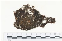 網胰藻藏品圖，第1張