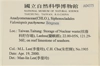 指枝藻藏品圖，第2張