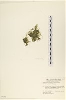 指枝藻藏品圖，第3張