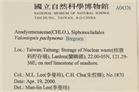 指枝藻藏品圖，第2張