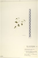 指枝藻藏品圖，第3張