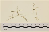 登錄號:A00004377藏品圖，第1張