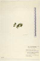 伸展剛毛藻藏品圖，第3張