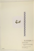 登錄號:A00004388藏品圖，第3張