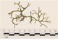 登錄號:A00004392藏品圖，第1張