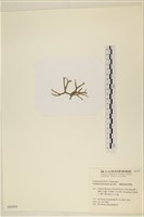 登錄號:A00004393藏品圖，第3張