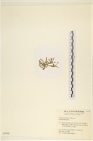 登錄號:A00004396藏品圖，第3張