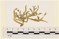 登錄號:A00004396藏品圖，第1張