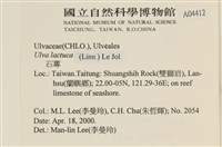 大石蓴, 石蓴藏品圖，第2張