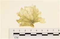 大石蓴, 石蓴藏品圖，第1張