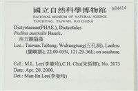 南方團扇藻藏品圖，第2張