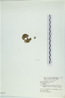 南方團扇藻藏品圖，第3張