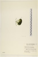 登錄號:A00004421藏品圖，第3張