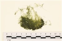 登錄號:A00004421藏品圖，第1張