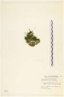 登錄號:A00004422藏品圖，第3張