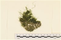 登錄號:A00004422藏品圖，第1張
