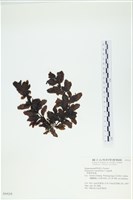 厚葉馬尾藻藏品圖，第1張