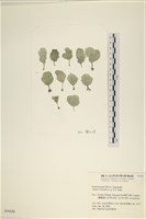 登錄號:A00004439藏品圖，第1張