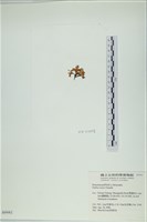 登錄號:A00004441藏品圖，第3張